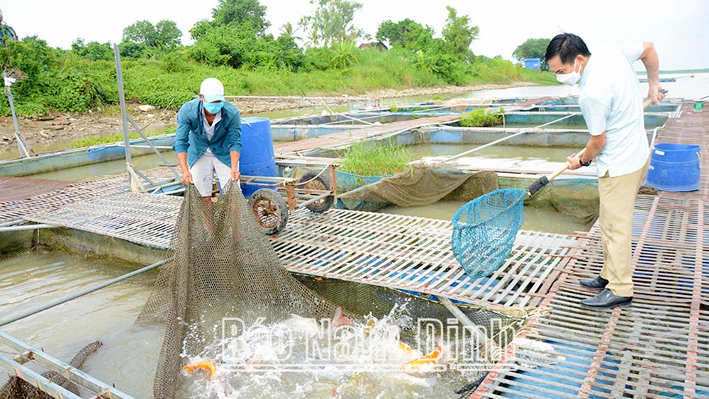 Nam Định: Ngành Thủy Sản nỗ lực vượt qua thách thức