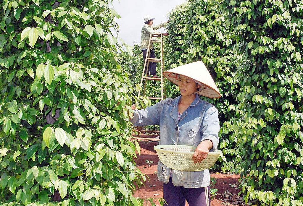 Vietnamese Agricultural products record impressive exports